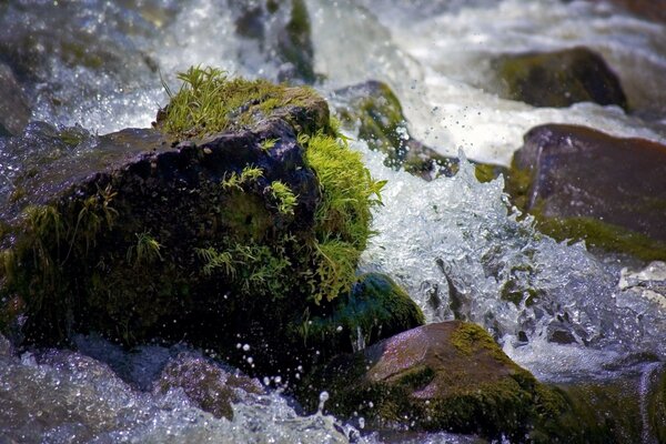 Moss grows on rocks and waves