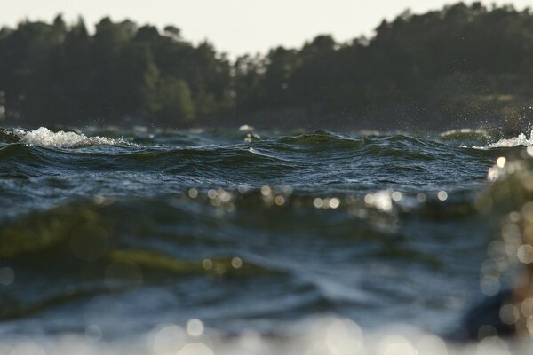 Photographie macro des vagues de mousse de mer