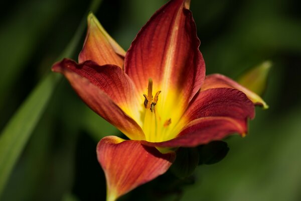 Linda flor amarela vermelha close-up