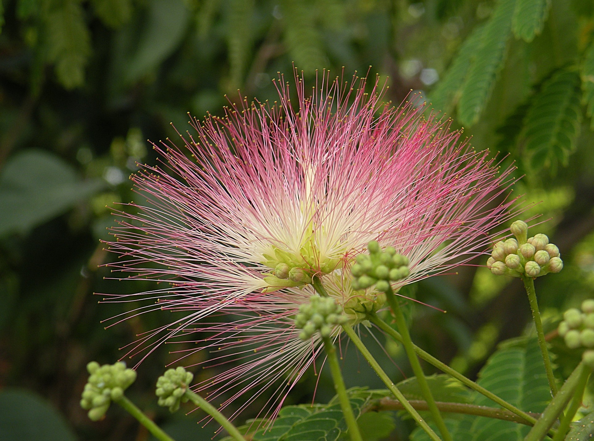 fiori natura flora fiore estate foglia close-up colore luminoso selvaggio fioritura tropicale giardino bella esotico albero