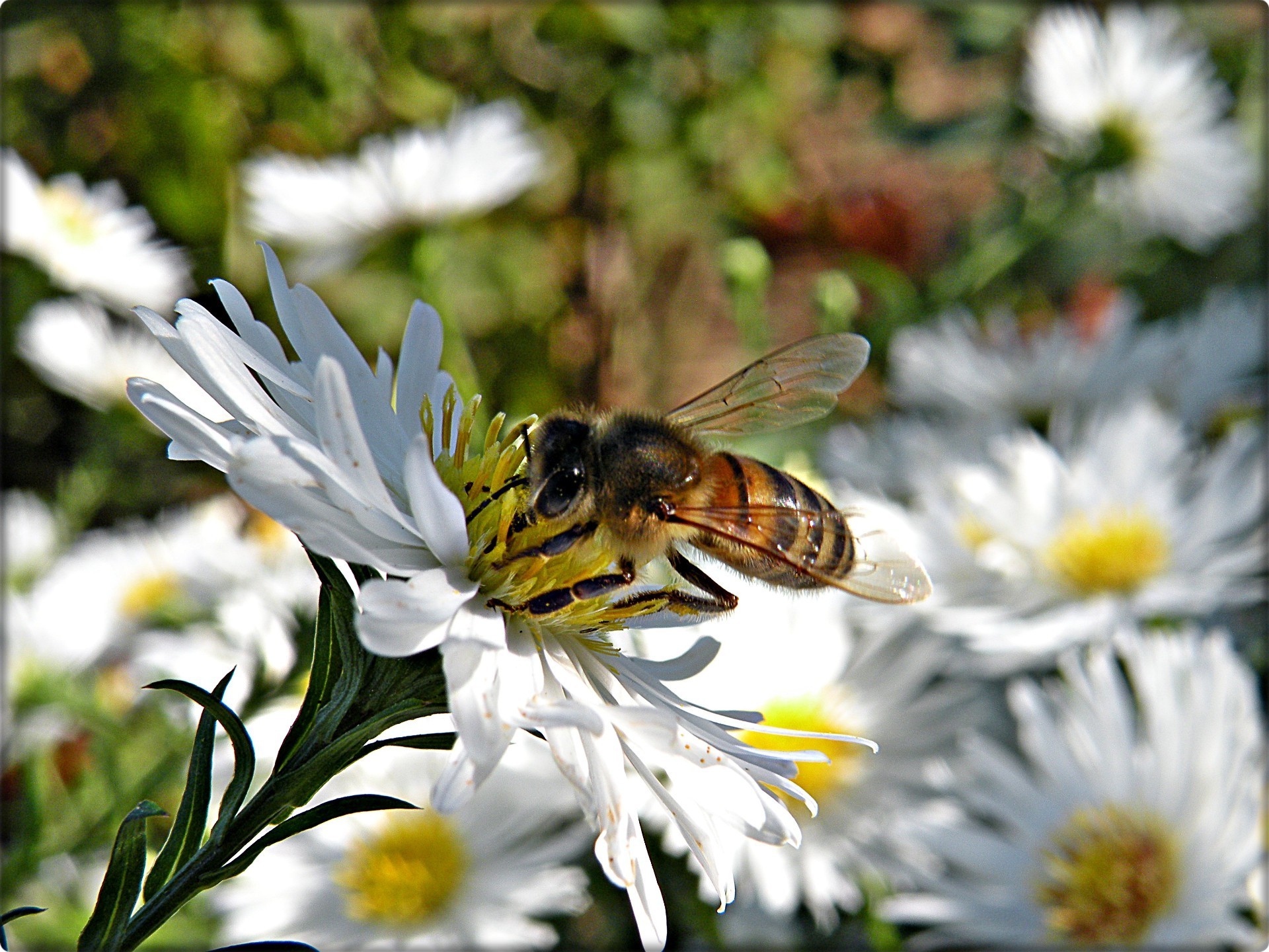 flowers nature bee flower insect pollen summer honey pollination flora nectar outdoors honeybee garden wild close-up leaf floral fair weather blooming