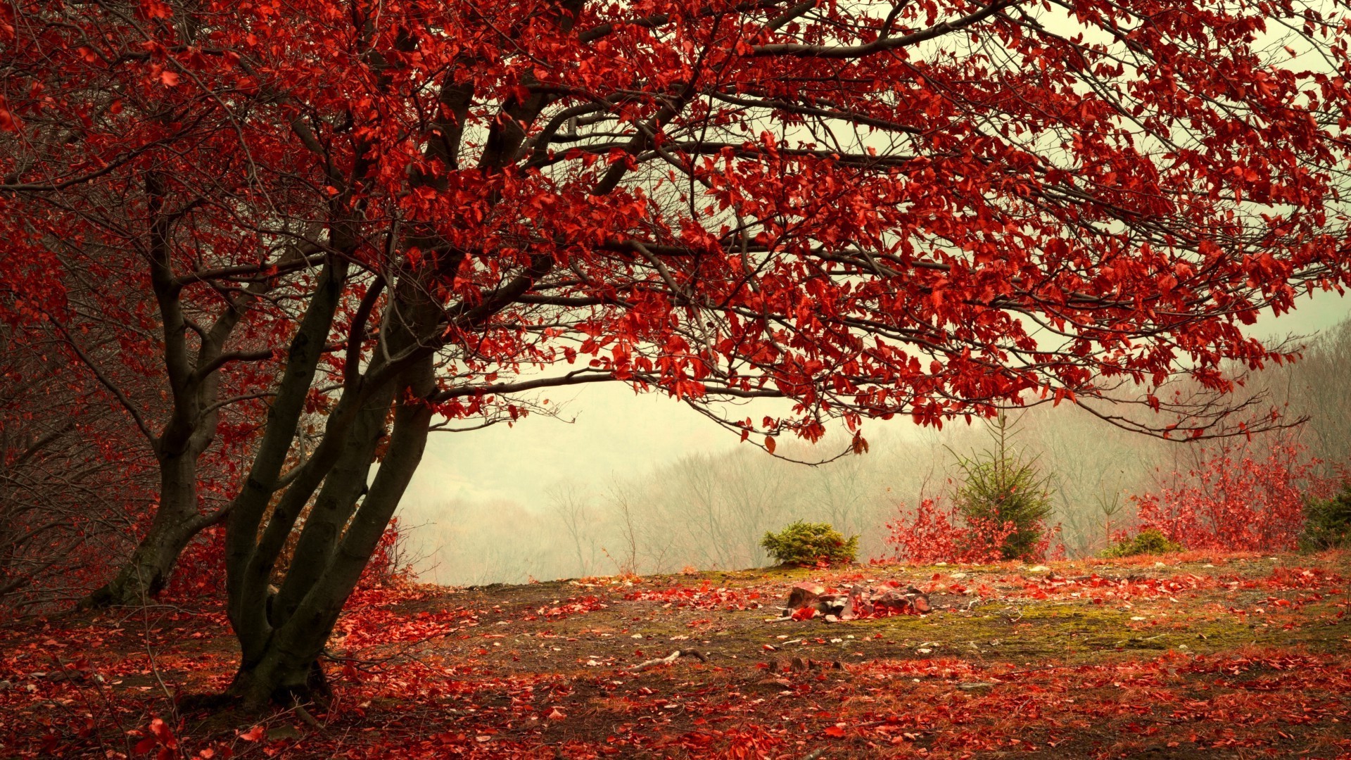 autunno autunno albero foglia paesaggio acero parco stagione legno ramo natura alba