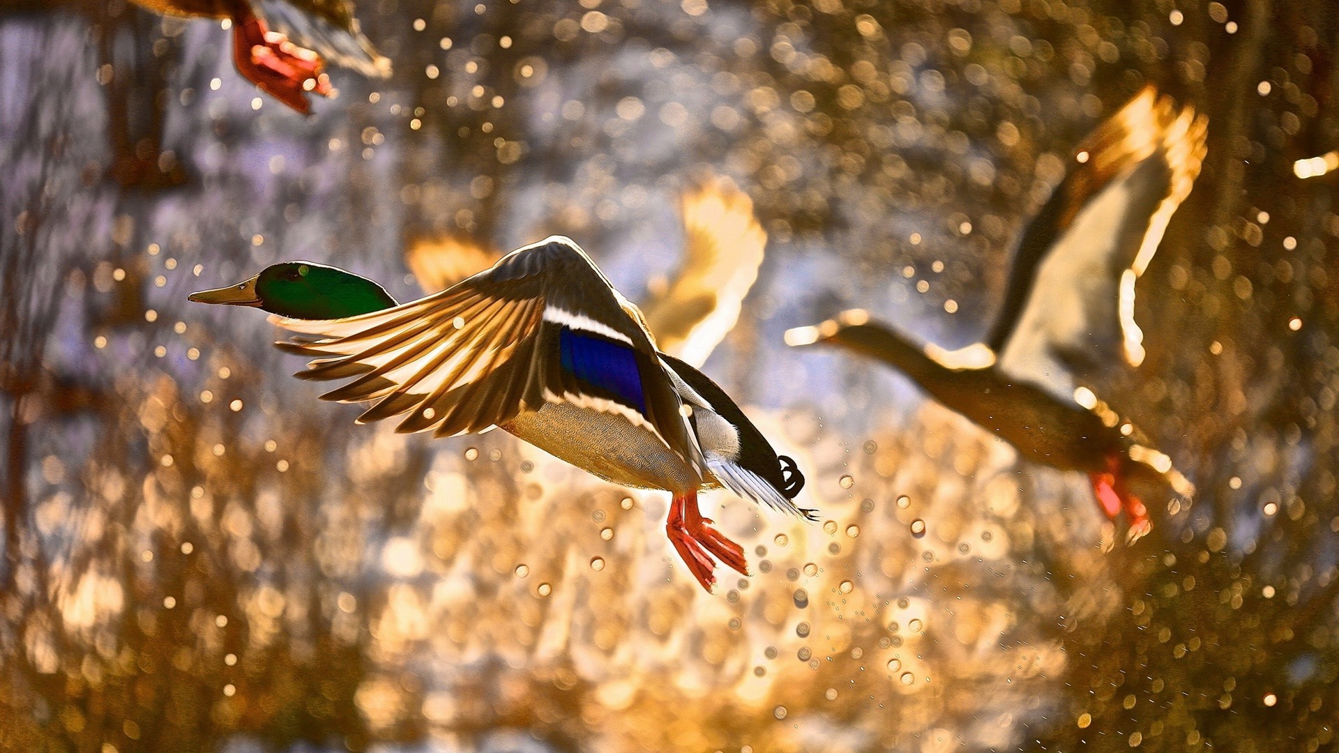 animaux oiseau faune nature poissons eau animal natation en plein air sous-marin