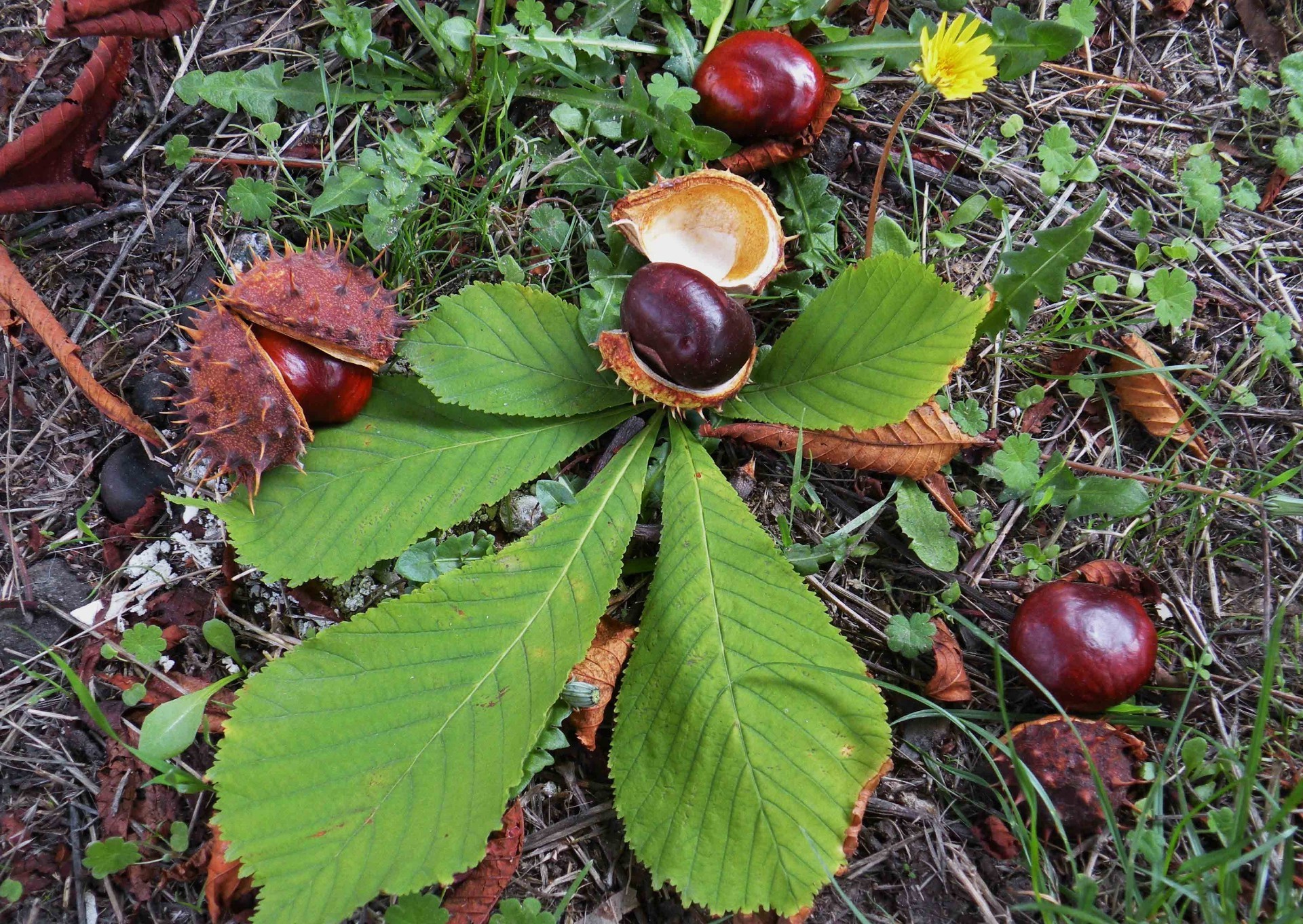 liście liść natura jesień flora sezon lato jedzenie kolor zbliżenie drewno ogród na zewnątrz drzewo pulpit owoce żywe