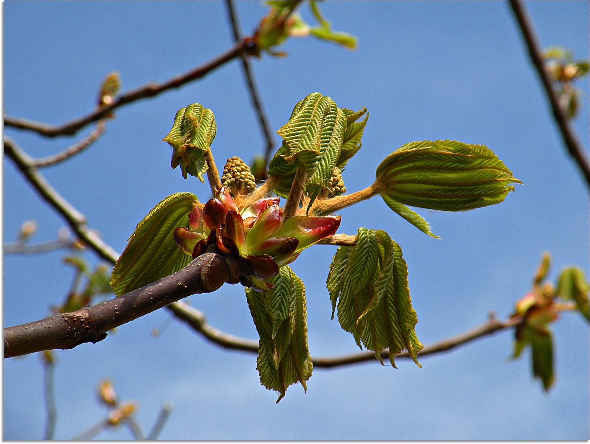 spring nature tree branch leaf flora flower outdoors color growth garden bud fruit close-up environment park season