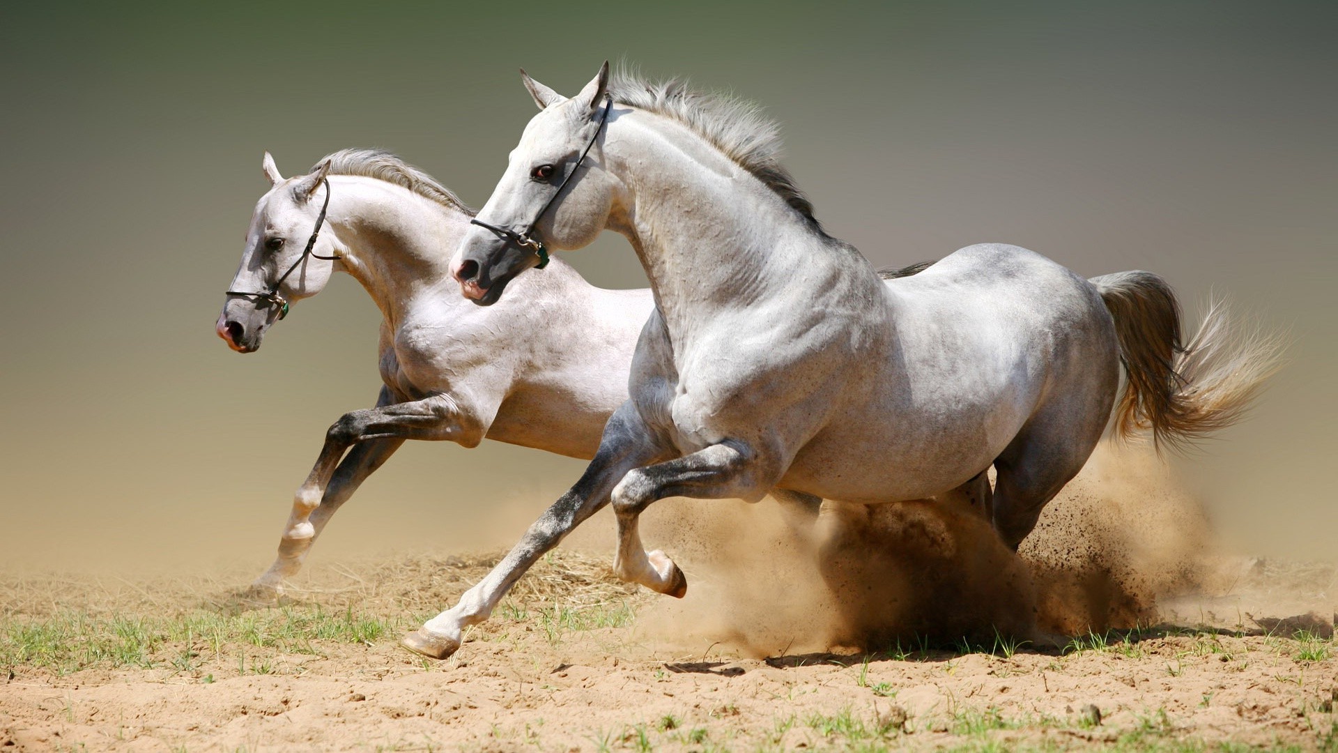 caballos caballo semental mare cría de caballos caballería ecuestre animal mane skoco mamífero rápido pura sangre pony hierba castaño granja campo pasto sentado brida