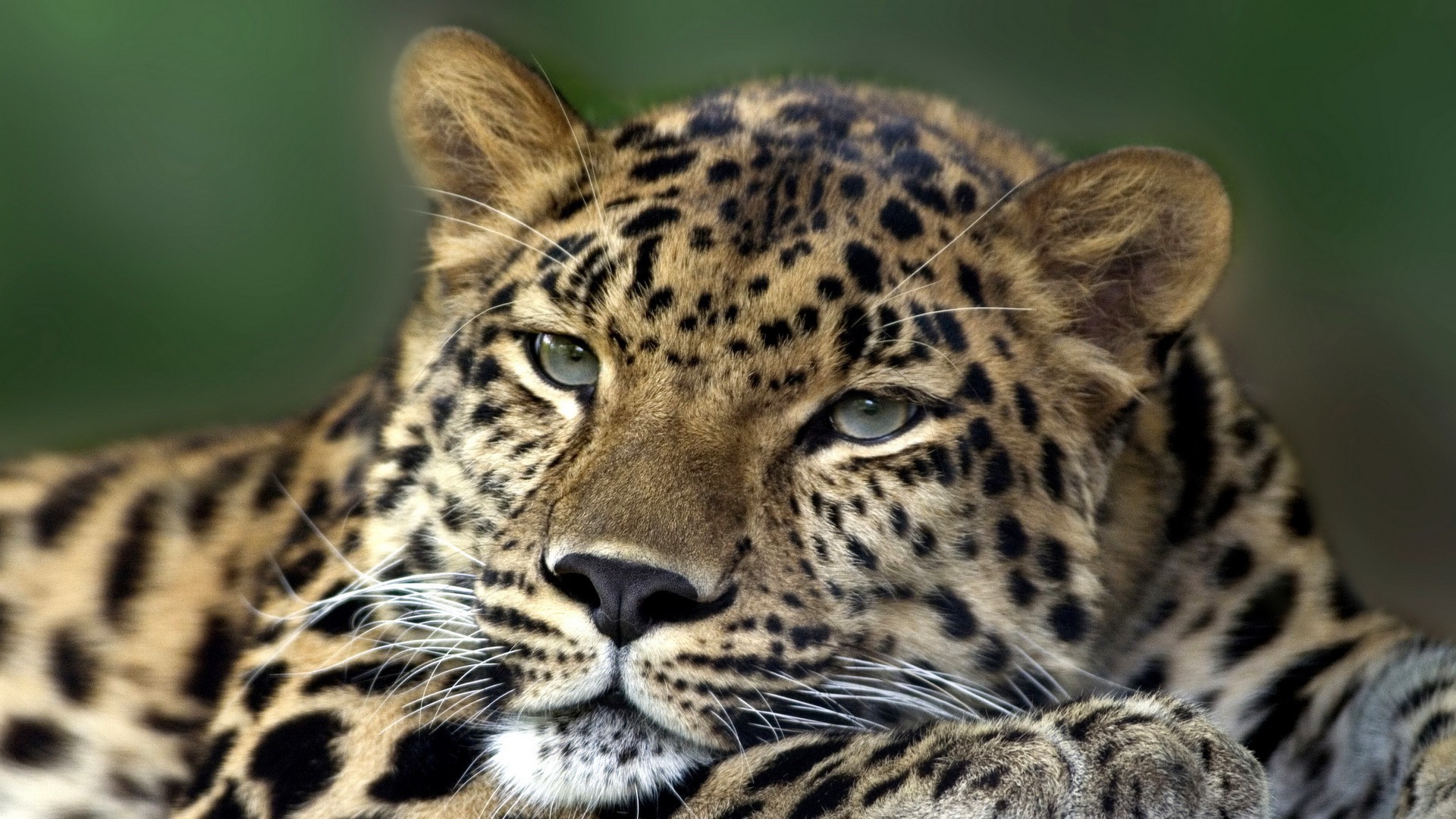 animais gato vida selvagem mamífero leopardo animal predador caçador pele comedor de carne olho safari natureza jardim zoológico