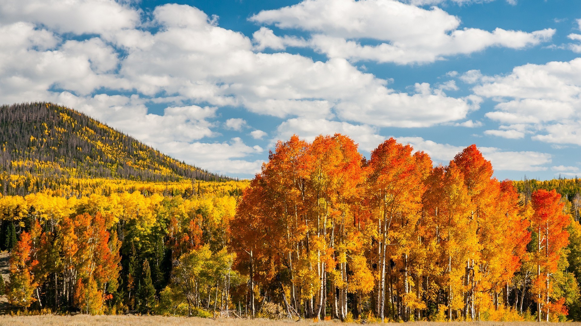 autumn fall tree landscape leaf wood nature scenic outdoors season sky environment mountain park scenery gold countryside