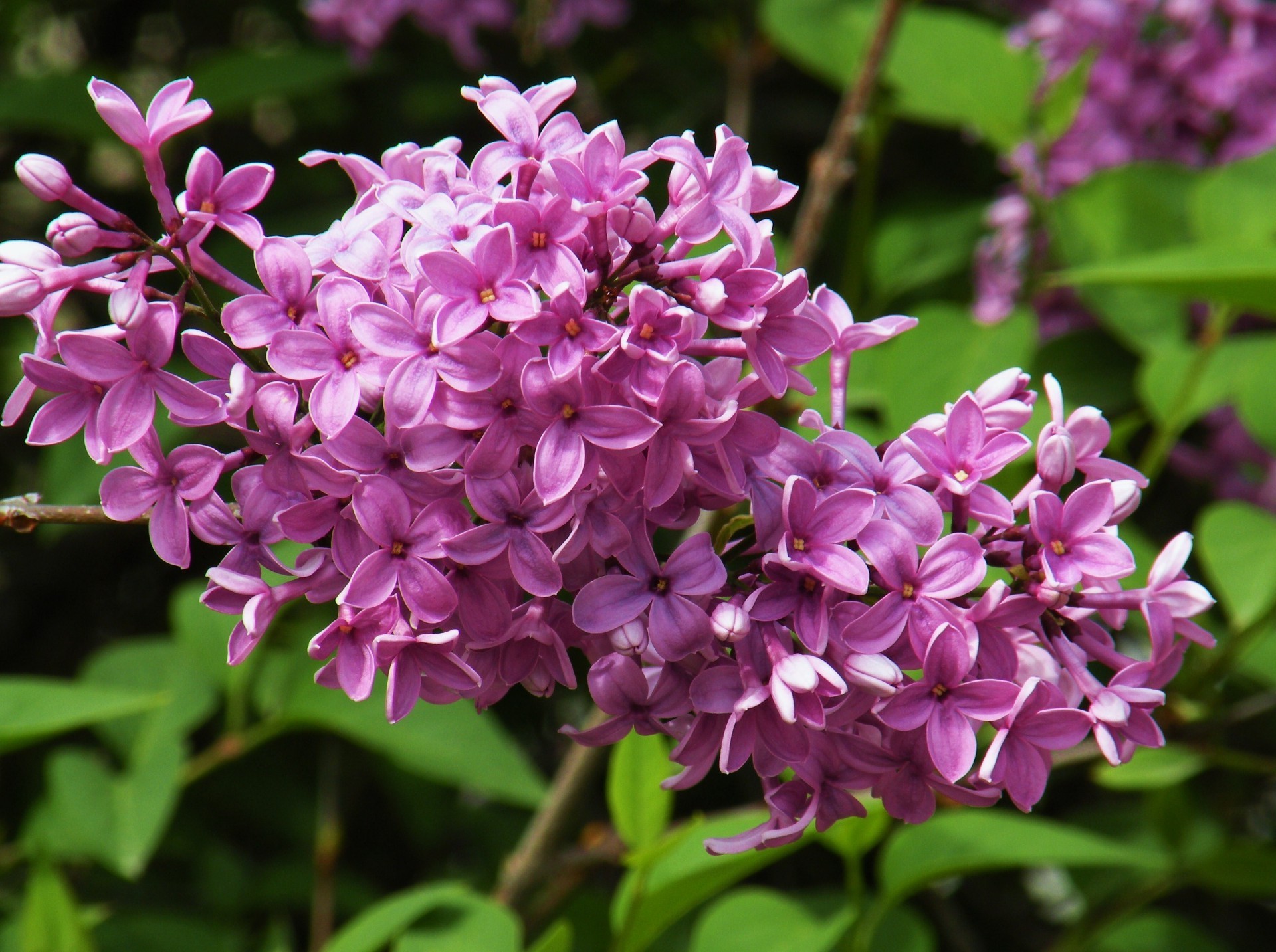 blumen auf bäumen blume natur flora garten blatt blumen blütenblatt sommer blühen strauch saison hell farbe schön lavendel im freien park schließen violet