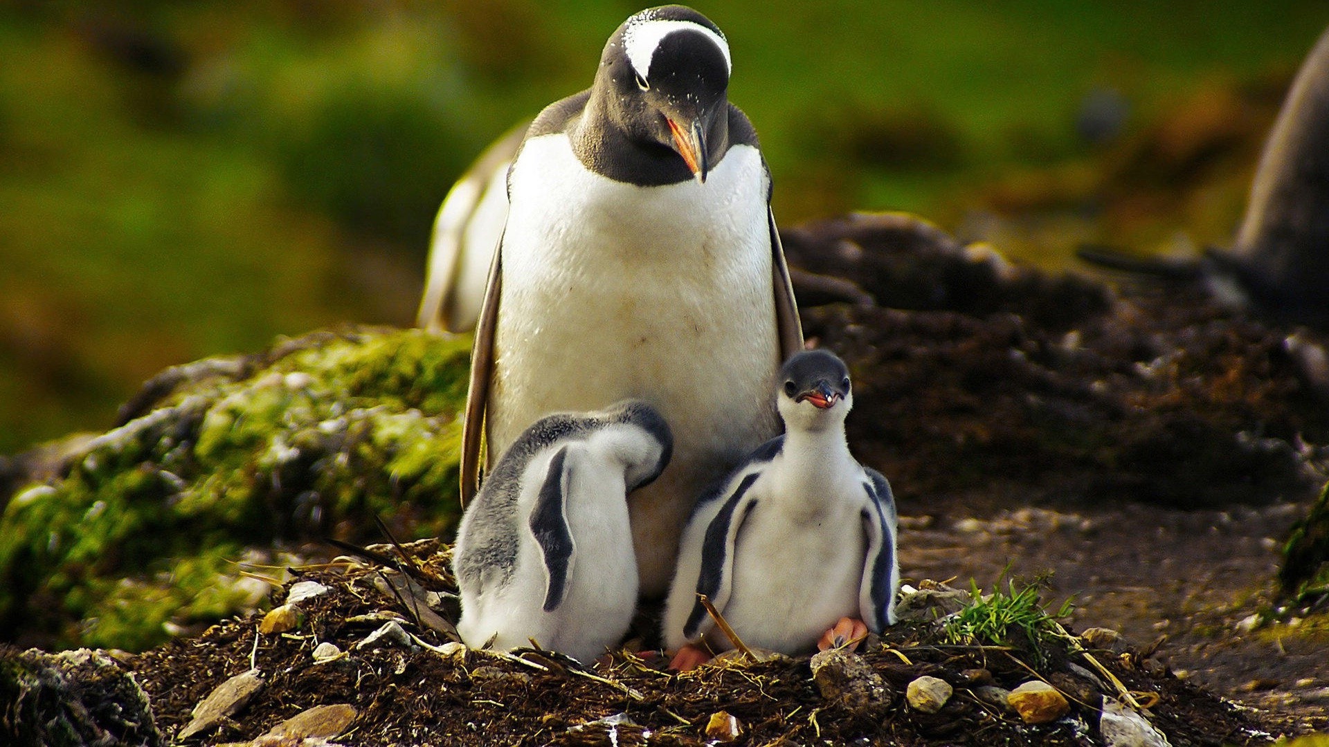 animais pássaro vida selvagem natureza selvagem animal ao ar livre bico ninho senhoras