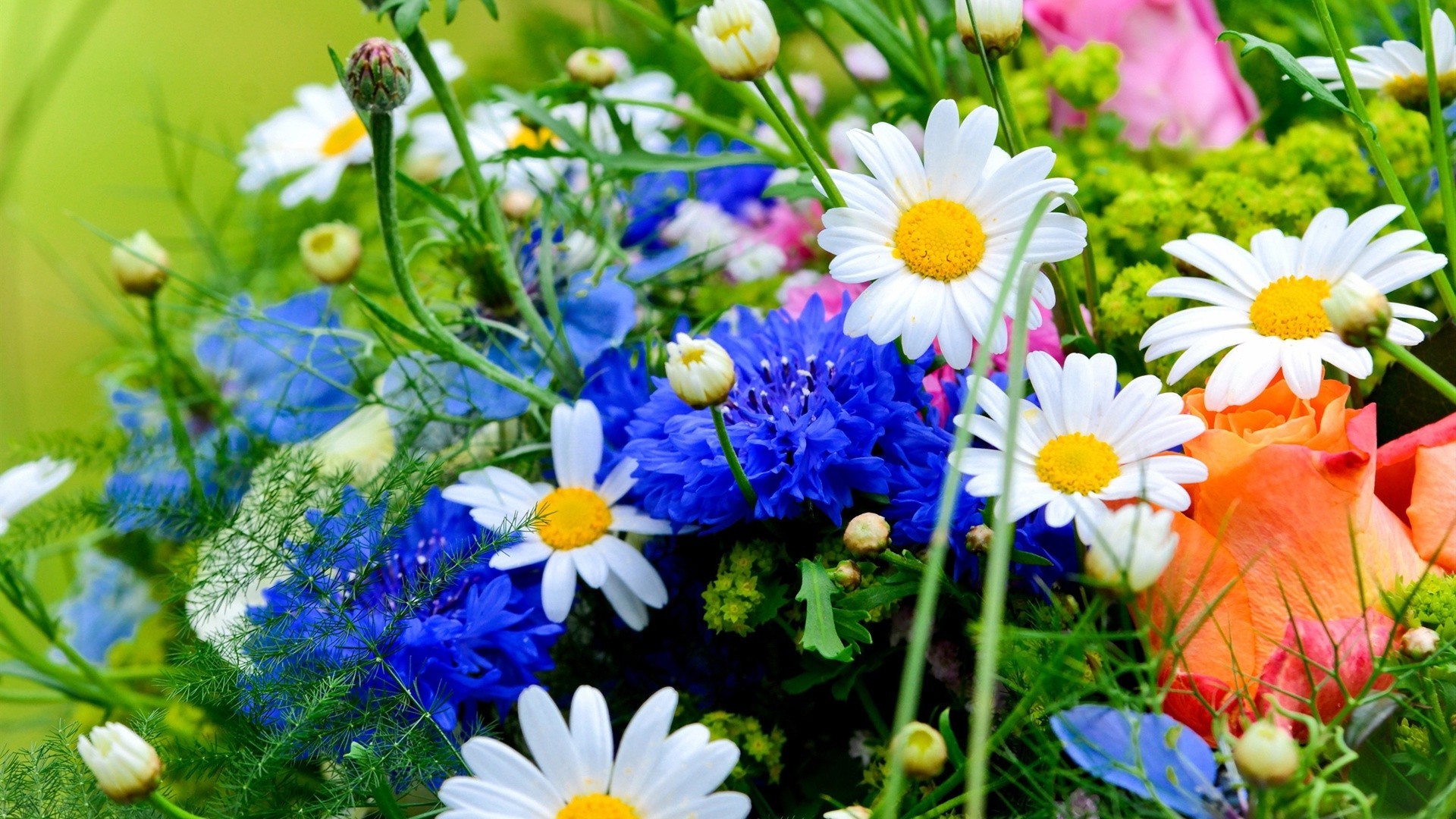 flowers flower nature summer flora garden field hayfield floral blooming grass petal color chamomile bright season leaf bouquet growth sunny fair weather