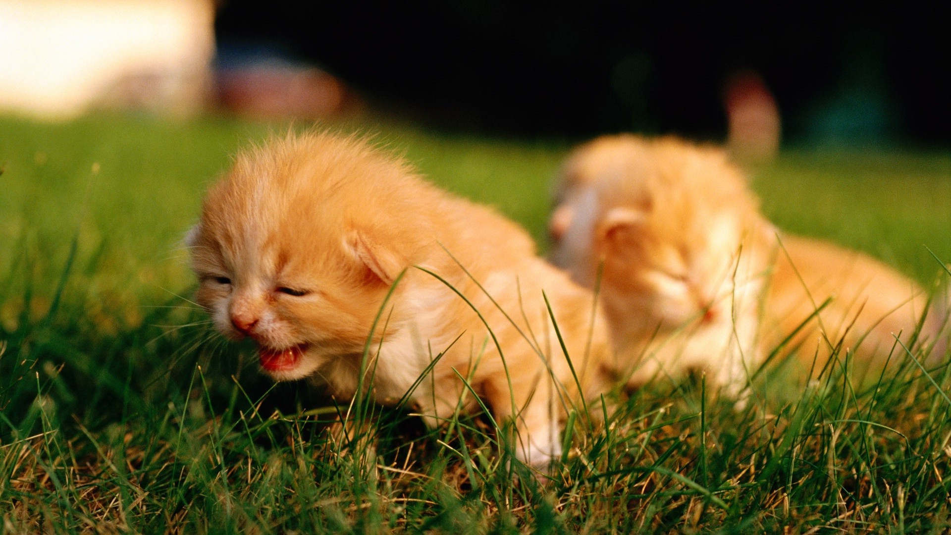 gatos lindo gato hierba animal pequeño piel mamífero mascota naturaleza perro bebé ojo joven retrato doméstico divertido gatito adorable cachorro