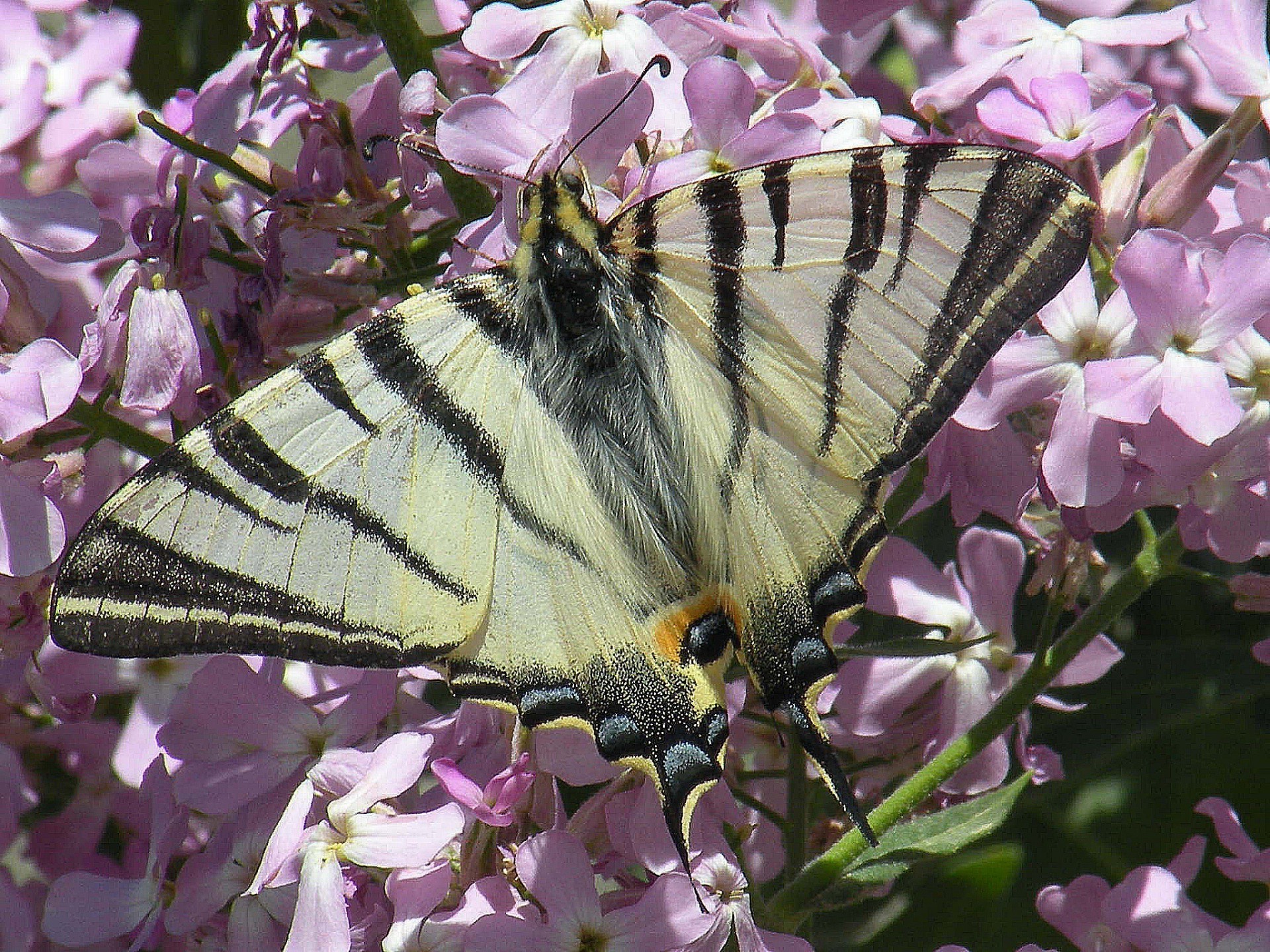 butterfly flower nature flora garden insect color floral delicate blooming beautiful leaf summer petal outdoors tree lavender bright shrub