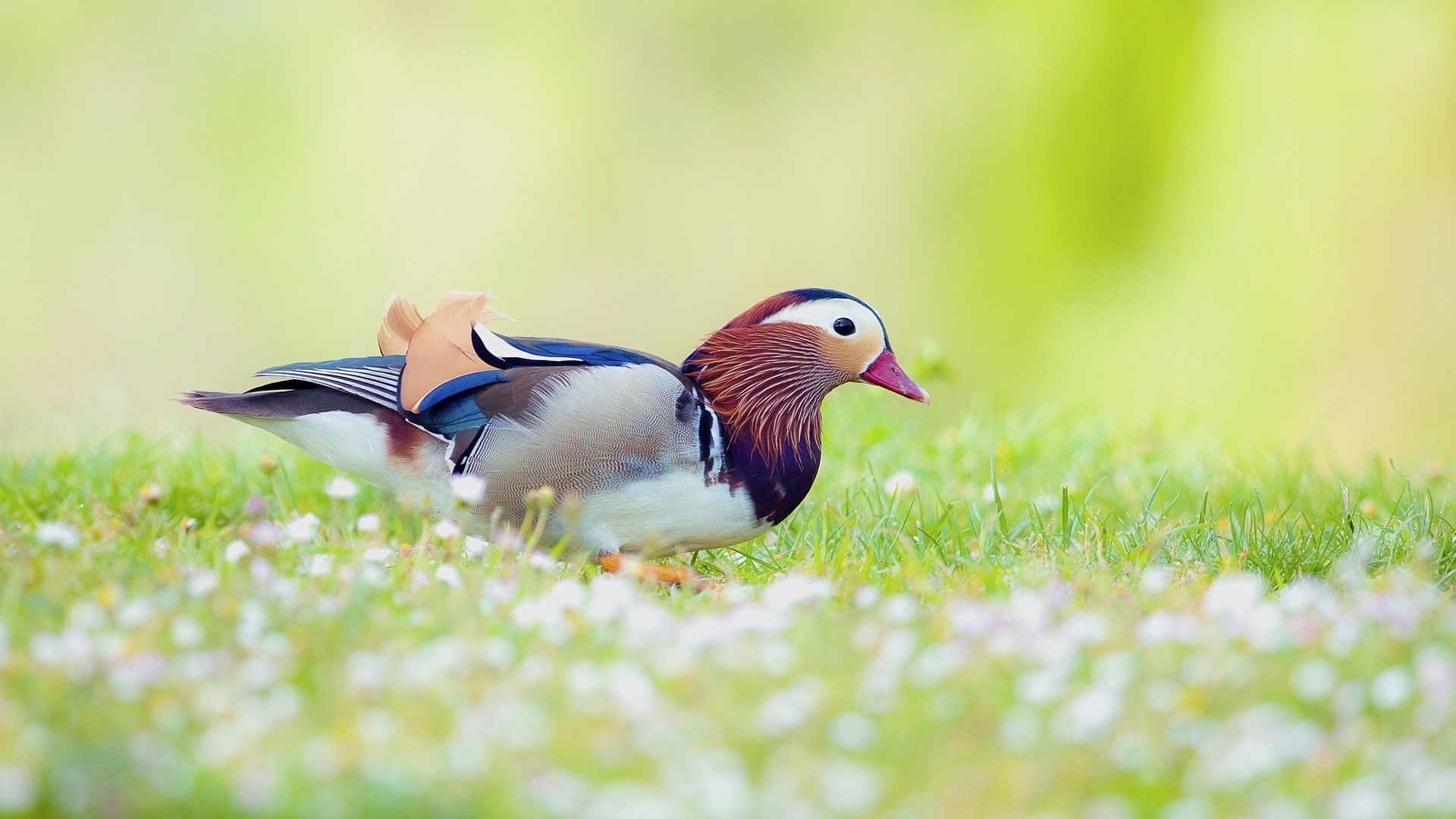 animais natureza pássaro vida selvagem grama ao ar livre animal selvagem verão pato