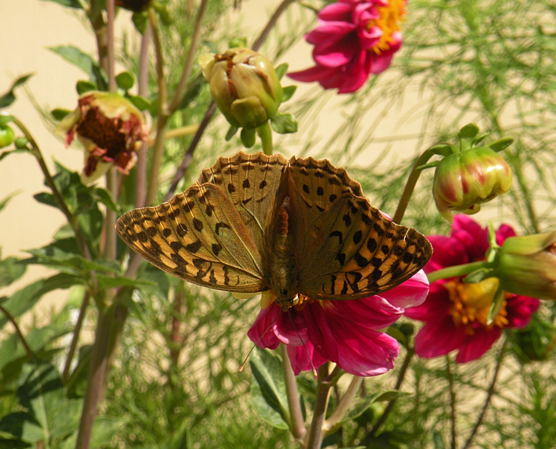 butterfly nature insect flower summer garden beautiful outdoors bright wildlife wing animal monarch wild color flora delicate antenna lepidoptera