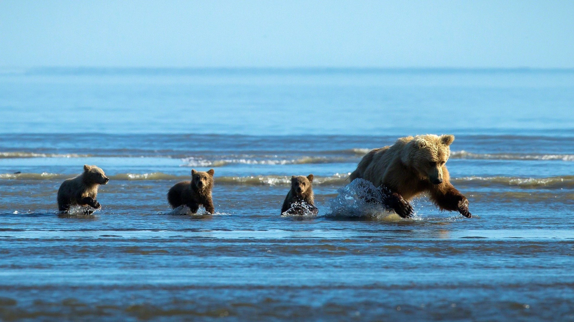 ours eau mammifère mer océan plage en plein air mer surf vague voyage mouvement