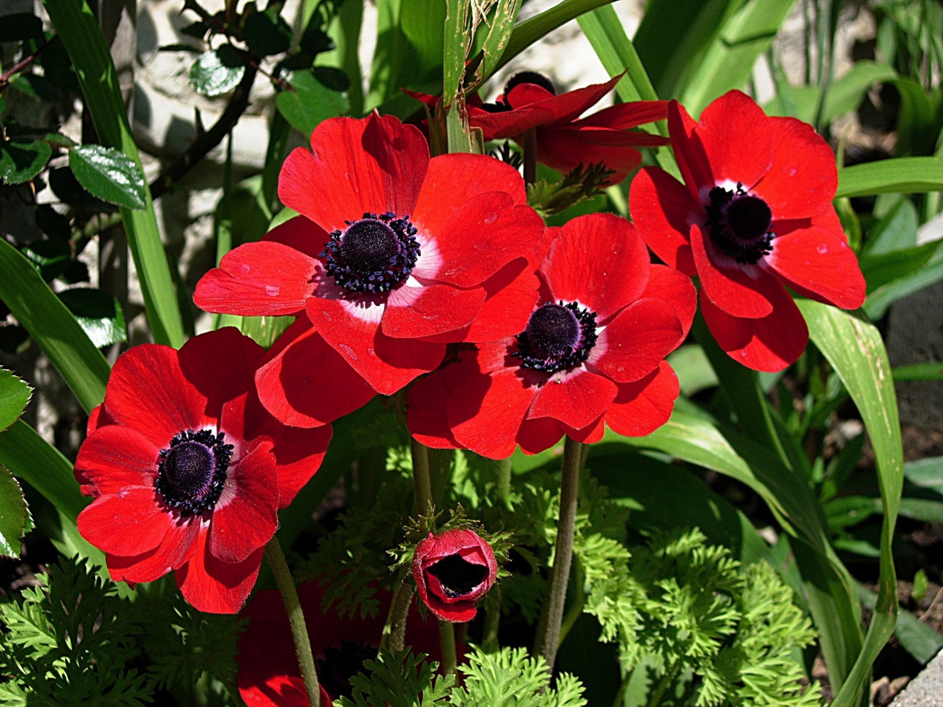 çiçekler çiçek doğa flora yaz bahçe çiçek yaprak alan çiçeklenme sezon petal renk çimen büyüme parlak