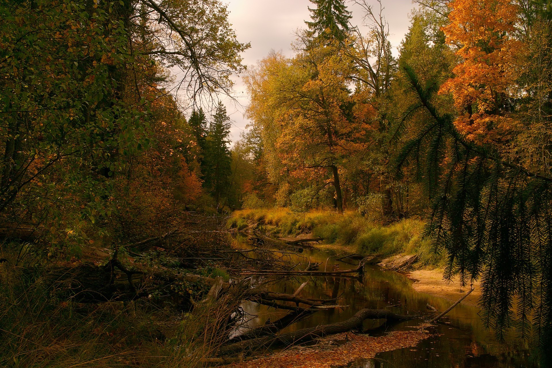 rivières étangs et ruisseaux étangs et ruisseaux automne arbre bois paysage nature feuille à l extérieur voyage scénique parc lumière beau temps lumière du jour environnement aube eau