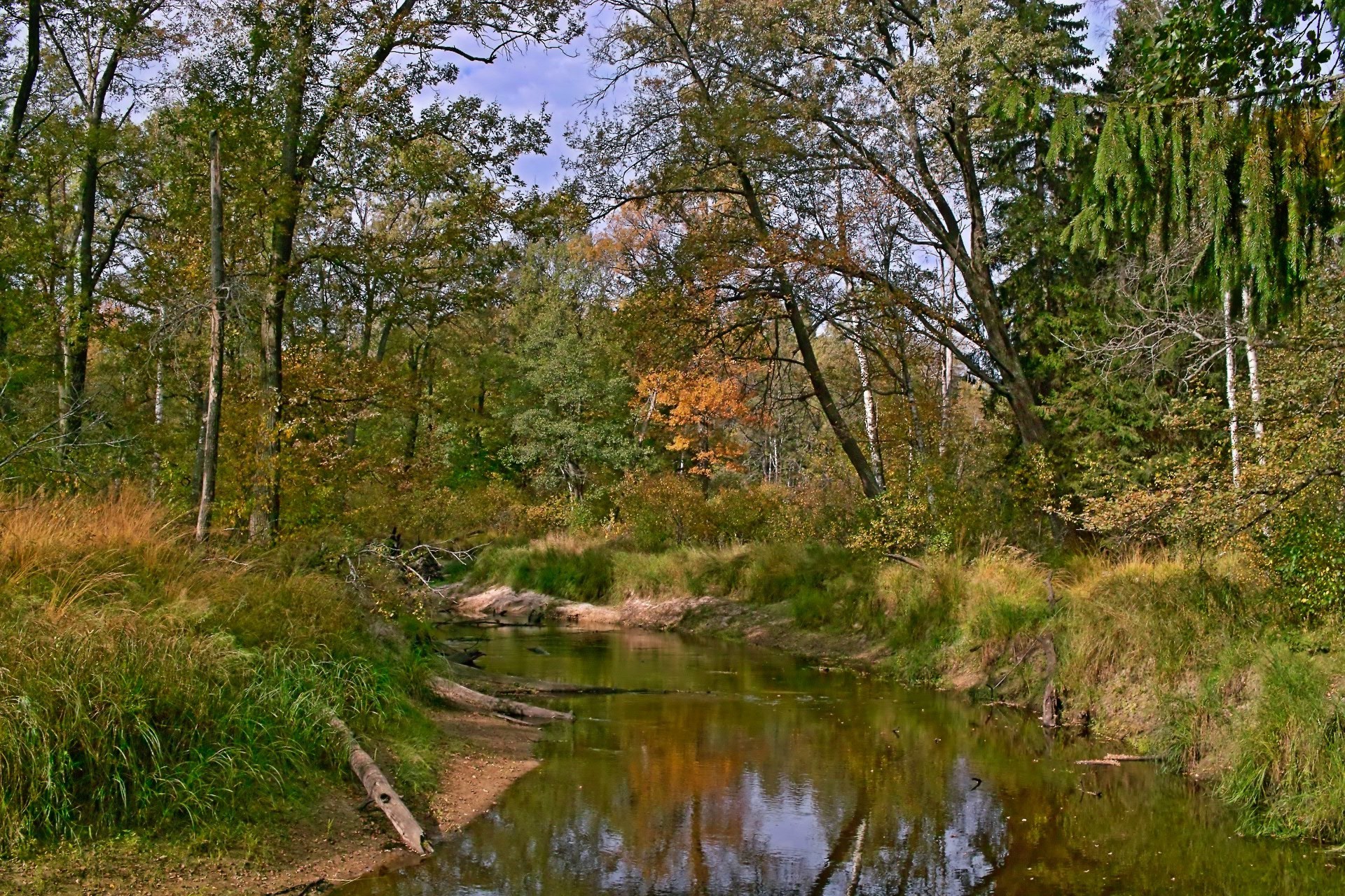 rivières étangs et ruisseaux étangs et ruisseaux nature paysage bois bois eau à l extérieur rivière feuille scénique environnement ciel herbe été flore lac réflexion parc beau temps rural