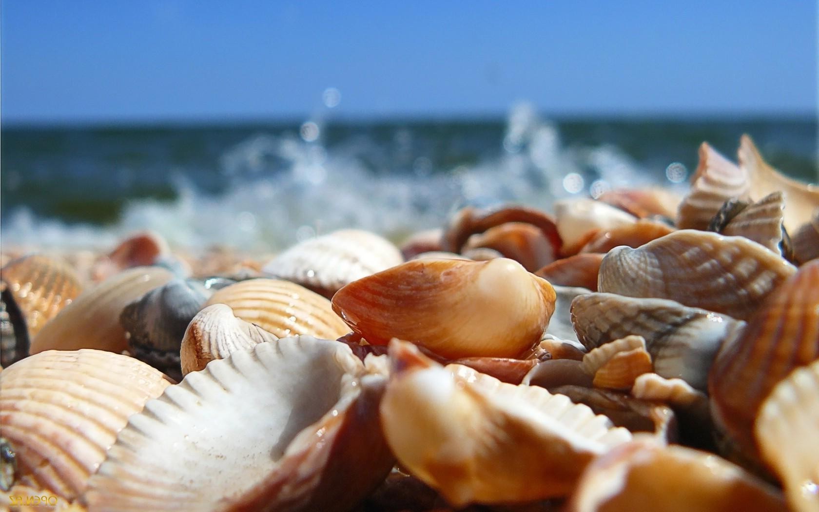 mer et océan coquillages coquille palourdes mer mer nature palourde marine océan pétoncle plage conch tropical nourriture fruits de mer crustacés été poissons