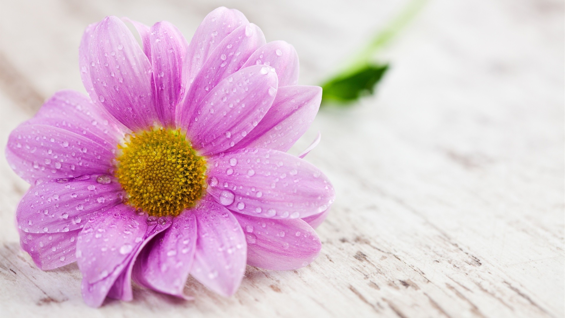 flowers nature flower flora petal summer leaf bright floral blooming color close-up garden beautiful