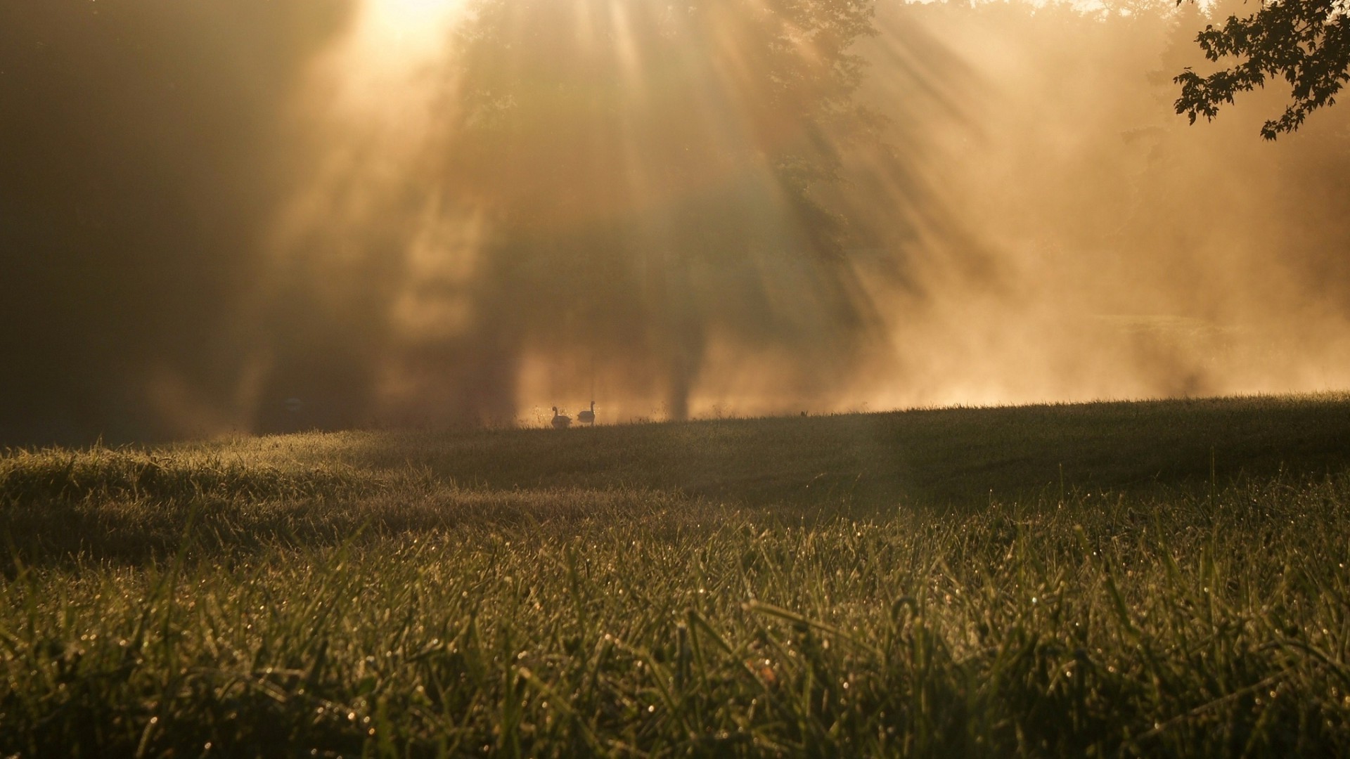 la luz del sol y los rayos amanecer paisaje puesta de sol sol campo niebla tormenta naturaleza lluvia luz buen tiempo tiempo rural cielo niebla granja campo hierba trigo