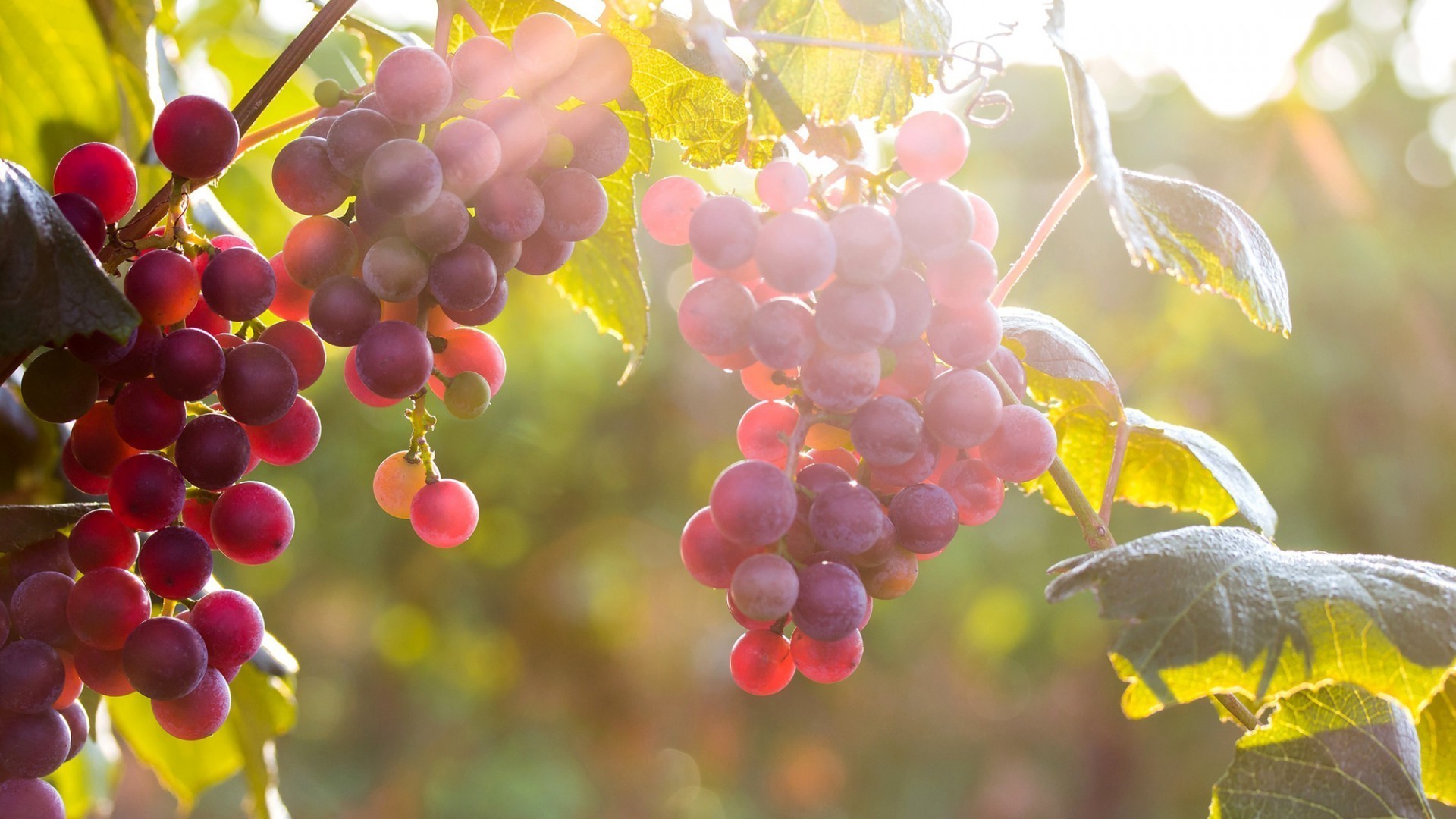 beeren früchte natur rebe blatt trauben zweig haufen cluster weide herbst beere weinberg farbe baum flora essen grapevine weingut sommer