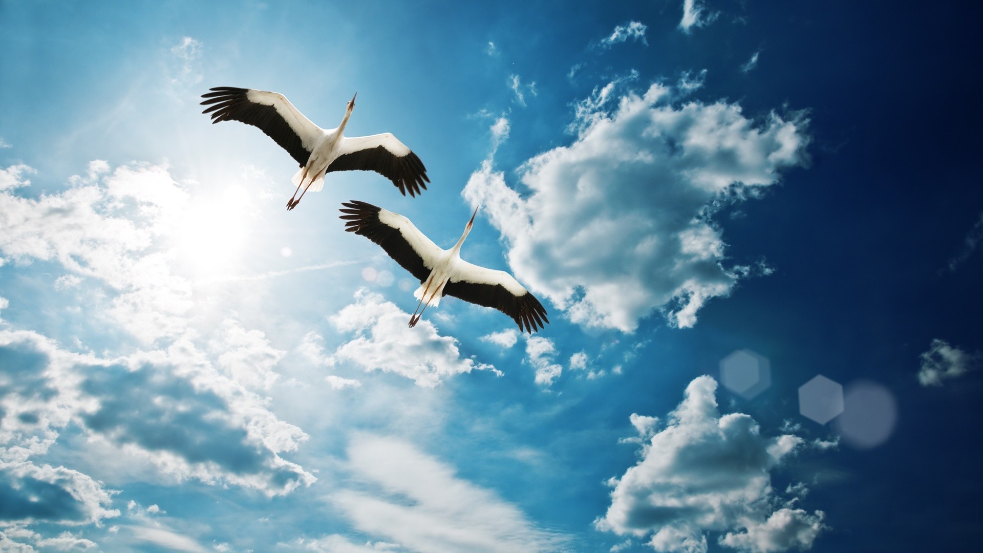 animales cielo libertad pájaro al aire libre naturaleza vuelo volar alta verano gaviotas buen tiempo luz del día sol