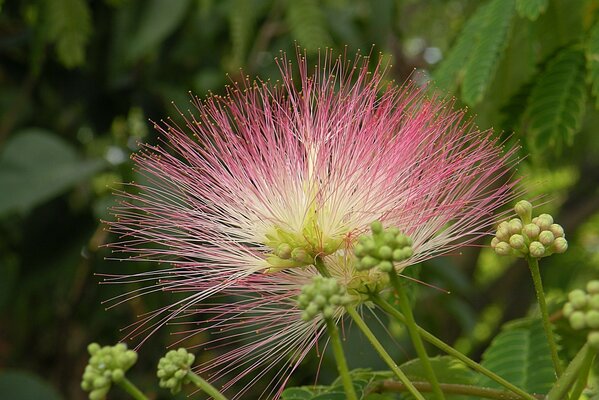 Rosa fofo flor maravilha da natureza