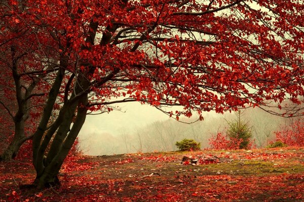 Arbre d automne dans les feuilles rouges