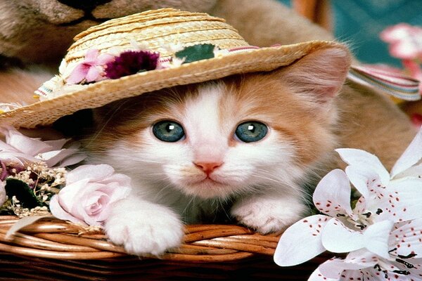 Portrait of a kitten in batter with flowers