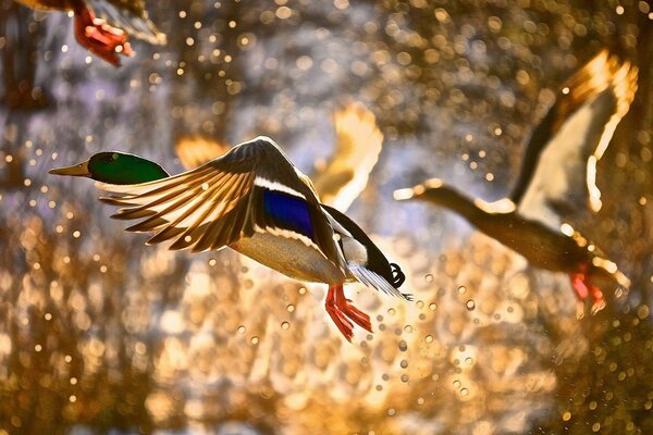 A grey duck with a green neck takes off. Water spray