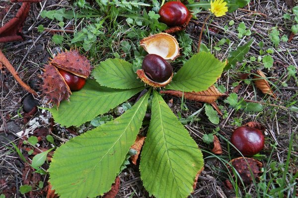 Ripe exotic fruits on the foliage