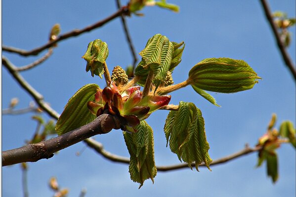 Zweige von Bäumen, die im Frühling blühen