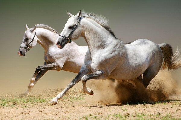 Caballos blancos corriendo por la arena