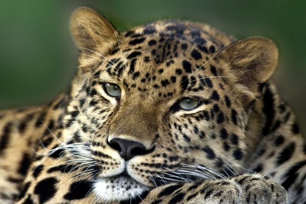 Gatto leopardo della fauna selvatica