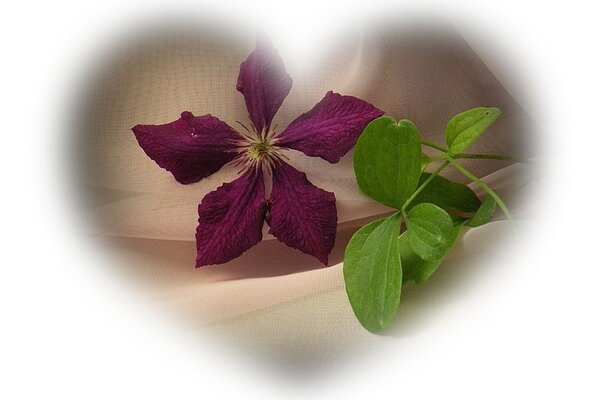 Coeur avec une fleur au centre. Flore