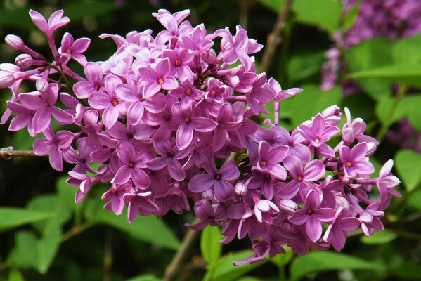 Natura kwiatów ogrodowych. Różowa Petunia