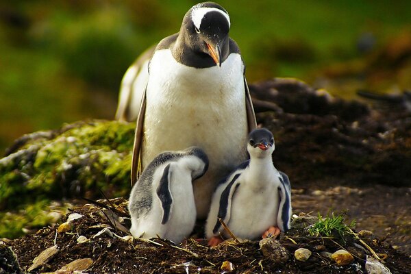 An adult penguin with two chicks in the nest