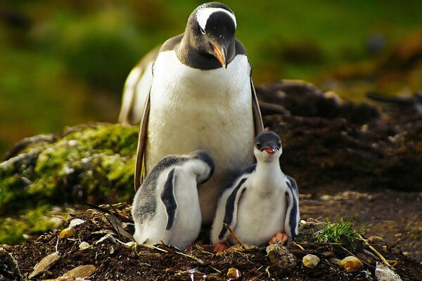 Pingüino adulto con dos polluelos en el nido