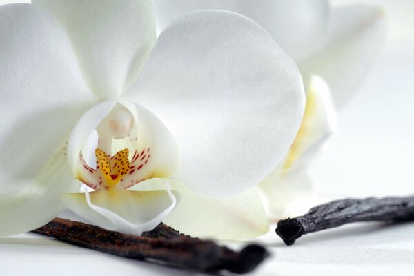 Elegante orchidea. Fiore. Natura