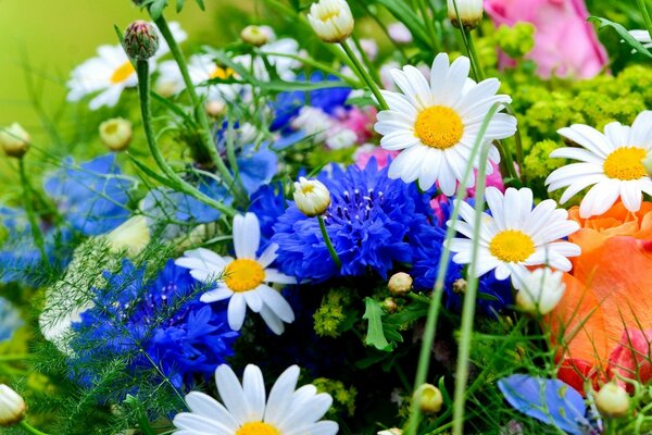 Varietà di fiori nel giardino. Margherite bianche