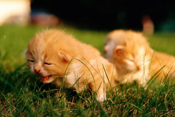 Pequeños gatitos pelirrojos en la hierba