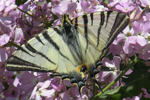 Großer Schmetterling auf Fliederfarben