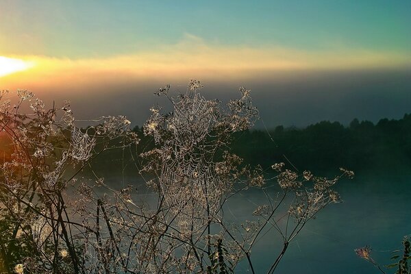 Spinnennetz zwischen den Zweigen eines Baumes auf Sonnenuntergang Hintergrund