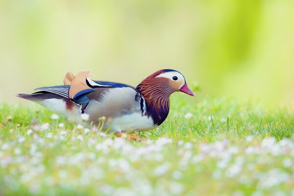 Hermoso pato en la hierba verde