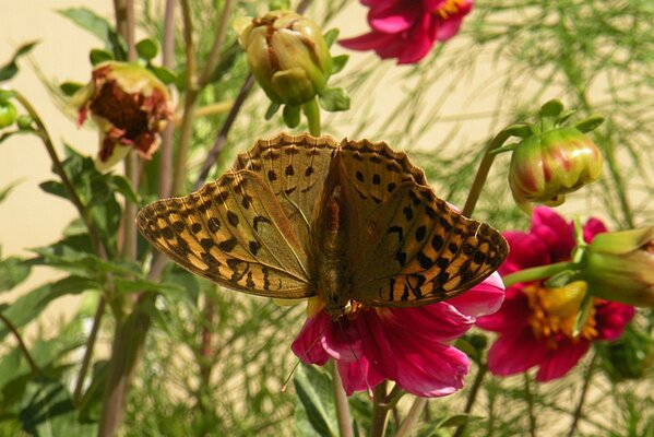 Mariposa sobre una flor sobre un fondo verde