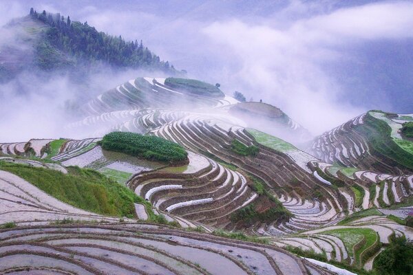 Mountain terraces in the pre-dawn fog