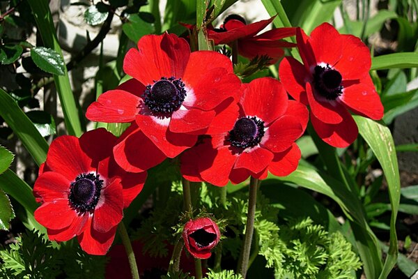 Flores rojas hermosas en verano en el macizo de flores