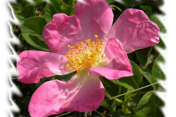 Helle rosa Blume mit gelben Stößeln